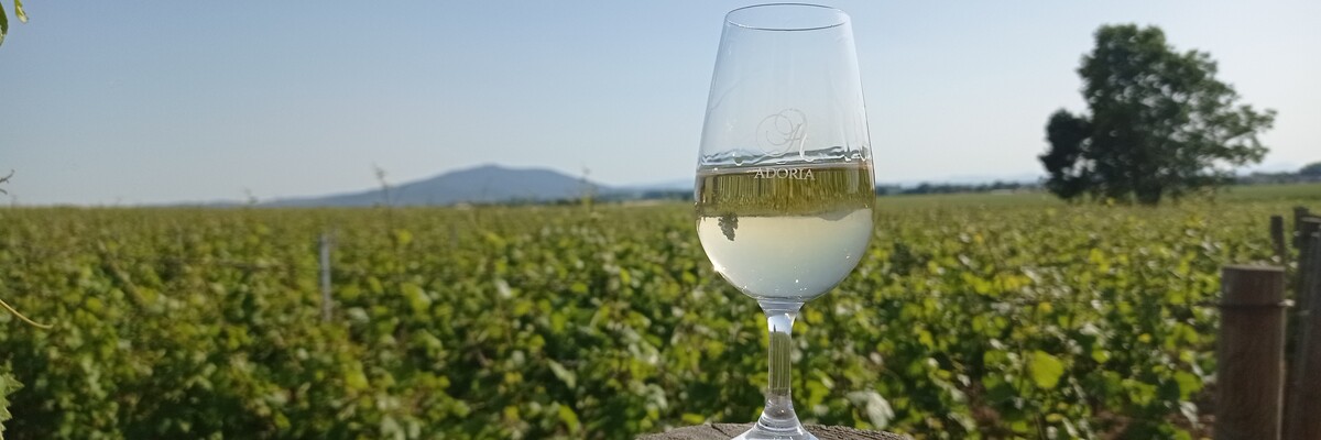 Dolnośląscy Winiarze walczą o przetrwanie. Nie mają z czego produkować, bo mrozy zniszczyły 85% upraw