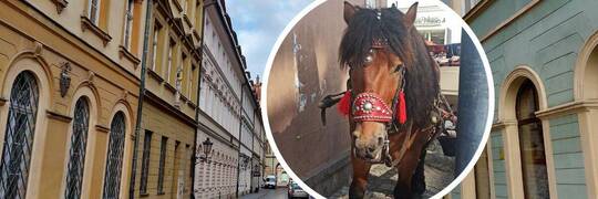 Ktoś zgłosił, że konie z wrocławskiego Rynku są przemęczone. Straż miejska zrobiła kontrolę w gospodarstwie woźnicy [ZDJĘCIA]