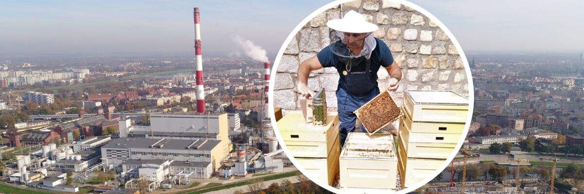 Wrocławska elektrociepłownia produkuje już nie tylko ciepło i prąd. Nowy produkt to miód