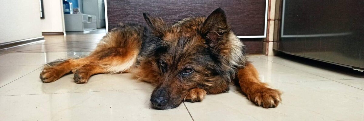 Wrocław: Pilnie poszukiwany nowy dom dla Wery
