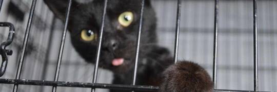 Negrito chce wyjść zza krat. Kto przygarnie małego kocurka z ogromnym sercem?