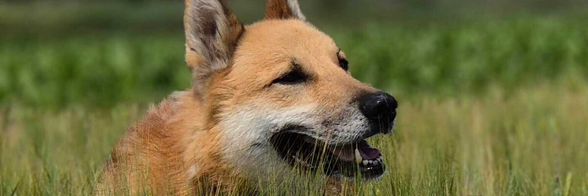 Donald szuka nowego domu. Z pewnością odwdzięczy się przyszłemu opiekunowi