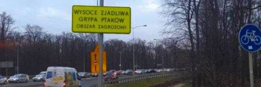 Ptasia grypa na północy Wrocławia. Służby wprowadzają działania i zakazy
