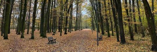 Dlaczego we wrocławskich parkach nie grabią liści? Miasto tłumaczy, że to nie lenistwo pracowników