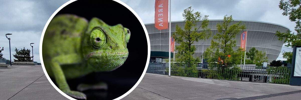 Dzień Gekona i Tyranozaur na żywo. We Wrocławiu odbędą się największe targi terrarystczne