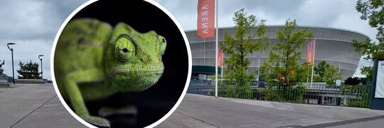Dzień Gekona i Tyranozaur na żywo. We Wrocławiu odbędą się największe targi terrarystczne