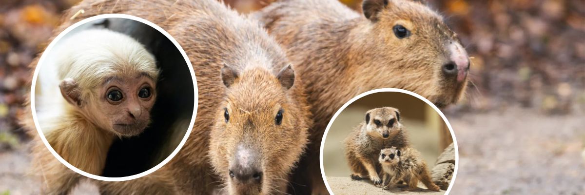 Jagoda i Malina zamieszkały we wrocławskim zoo. Przyjechały do nas z Kopenhagi [ZDJĘCIA]