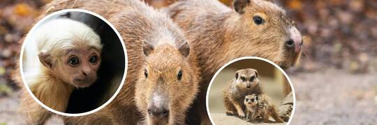 Jagoda i Malina zamieszkały we wrocławskim zoo. Przyjechały do nas z Kopenhagi [ZDJĘCIA]