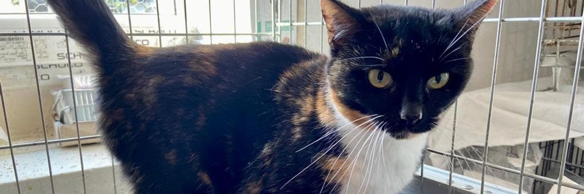 Kotka Zuzia szuka domu [EKOSTRAŻ-ADOPCJE]