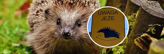 Ekostraż policzyła: W 2024 roku uratowaliśmy 563 ranne jeże