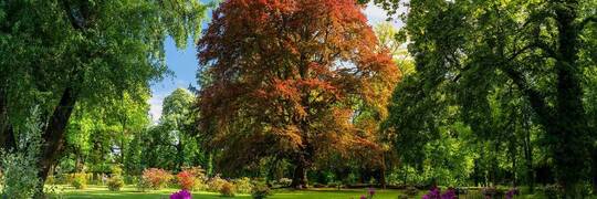 Drzewo z Dolnego Śląska walczy w finale European Tree of the Year [ZDJĘCIA]
