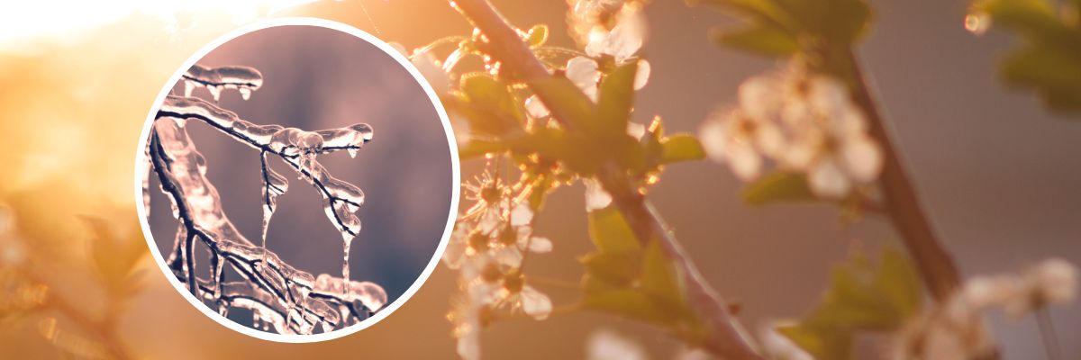 Wrocław: Dziś mrozy, a w weekend wiosna. Synoptycy przewidują ponad 20°C różnicy temperatur