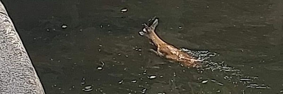 Wrocław: Mała sarenka wpadła do śluzy na Odrze. Wiatr zwiał ją z brzegu [ZDJĘCIA]