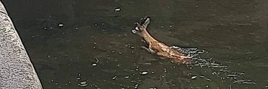 Wrocław: Mała sarenka wpadła do śluzy na Odrze. Wiatr zwiał ją z brzegu [ZDJĘCIA]