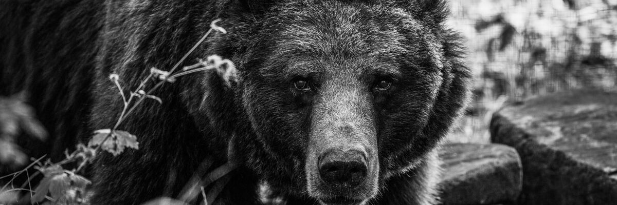 Nie żyje Myszka. Niedźwiedzica z wrocławskiego zoo miała 32 lata