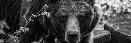 Nie żyje Myszka. Niedźwiedzica z wrocławskiego zoo miała 32 lata