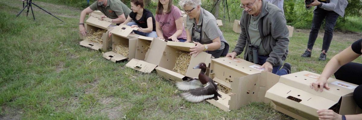 Pracownicy wrocławskiego zoo wypuścili rzadkie kaczki do stawu [ZDJĘCIA]