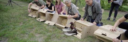 Pracownicy wrocławskiego zoo wypuścili rzadkie kaczki do stawu [ZDJĘCIA]