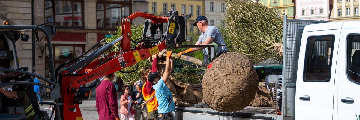 Drzewa na wrocławskim Rynku. Koło Fredry posadzono nowe głogi [ZDJĘCIA]