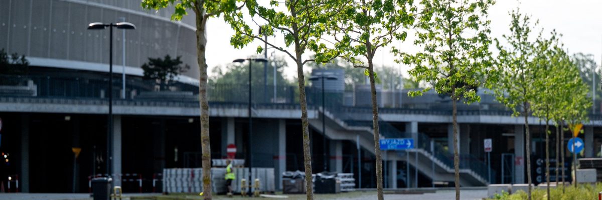 Stadion Tarczyński Arena ma być bardziej zielony. Posadzili 30 nowych drzewek