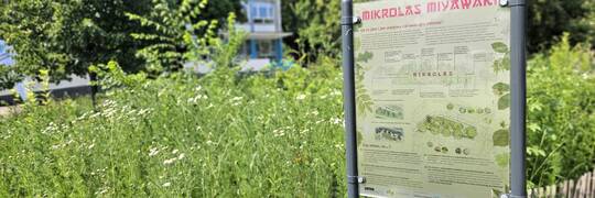 Wrocławski „mikrolas” na skrzyżowaniu Podwala i Kołłątaja ma już rok