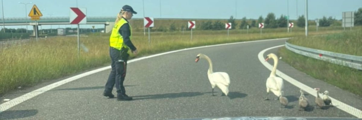 Przemarsz ptasiej rodziny po drodze S8. Policja wstrzymała ruch [ZDJĘCIA]