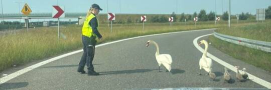 Przemarsz ptasiej rodziny po drodze S8. Policja wstrzymała ruch [ZDJĘCIA]