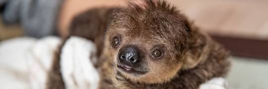 Dzień Dziecka w zoo. Zobacz najmłodszych i najsłodszych mieszkańców wrocławskiego ogrodu [ZDJĘCIA]