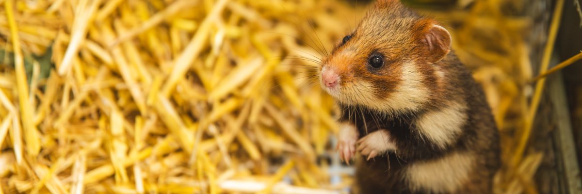 We wrocławskim ZOO przyszły na świat chomiki zagrożonego gatunku. Opiekunowie chcą je wypuścić na wolność [ZDJĘCIA]