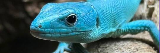 Węże, pająki, kameleony. W ten weekend targi „Exoticarium” we Wrocławiu