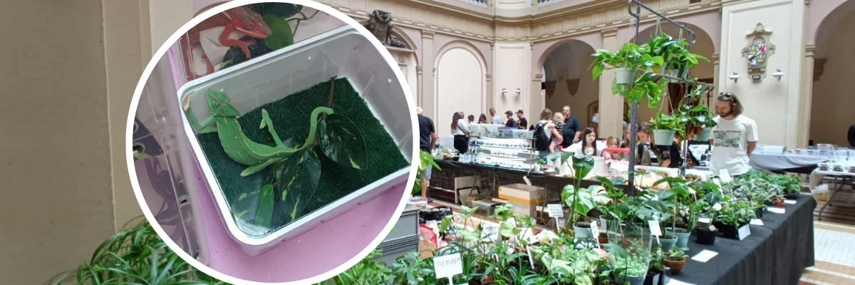 Gady, płazy i gryzonie przejęły na dwa dni NOT. Zobacz zdjęcia z wystawy „Exoticarium” [ZDJĘCIA]