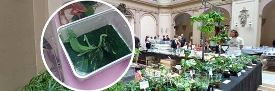 Gady, płazy i gryzonie przejęły na dwa dni NOT. Zobacz zdjęcia z wystawy „Exoticarium” [ZDJĘCIA]