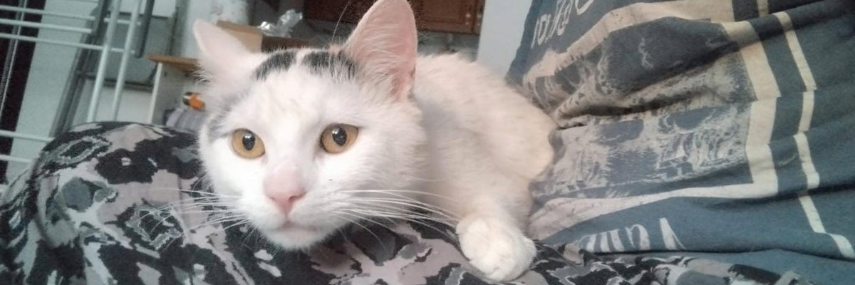 Koci kawaler po metamorfozie szuka nowego domu. Poznajcie Parszywka!