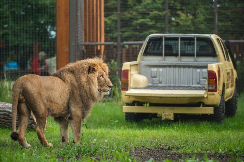Nowa Lwiarnia / fot. ZOO Wrocław