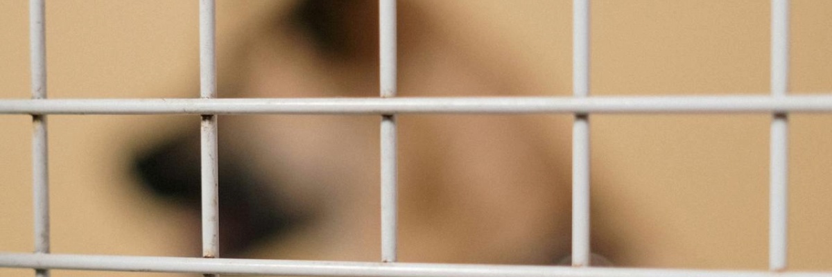 74-latka spod Wrocławia oskarżona o znęcanie się nad psami i kotami. Miała w domu 16 zwierząt