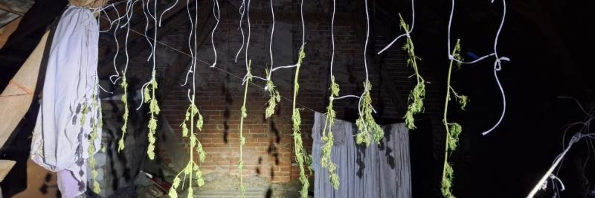 Nietypowe odkrycie pod Wrocławiem: na sznurkach do prania suszyła się marihuana [ZDJĘCIA]