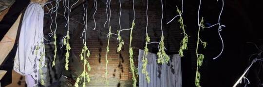 Nietypowe odkrycie pod Wrocławiem: na sznurkach do prania suszyła się marihuana [ZDJĘCIA]