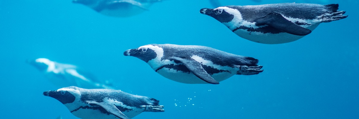 Sztuczna inteligencja i pingwiny z wrocławskiego zoo. AI ma pomóc chronić zagrożony gatunek