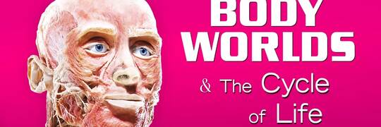 Głośna wystawa „Body Worlds” wraca do Wrocławia. Pokażą prawdziwe ciała i narządy człowieka poddane plastynacji