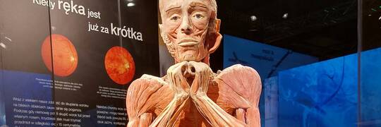 Wystawa Body Worlds we Wrocławiu. Eksponaty zrobiono z prawdziwych ludzkich ciał [ZDJĘCIA]
