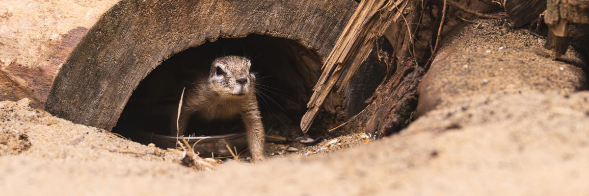 Wrocławskie ZOO ma nowych mieszkańców. To wiewiórki z Afryki [ZDJĘCIA]