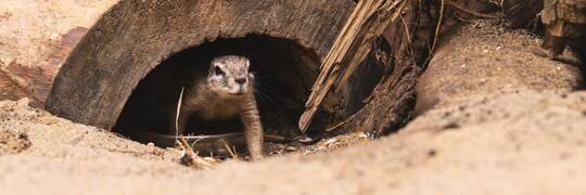 Wrocławskie ZOO ma nowych mieszkańców. To wiewiórki z Afryki [ZDJĘCIA]