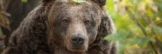 Niedźwiedzica z wrocławskiego zoo obudziła się z zimowego snu. Będzie można ją zobaczyć z nowej kładki