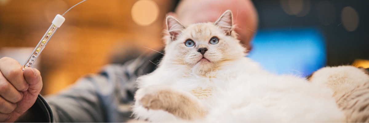 Kocie piękności we Wrocławiu. W sobotę Pokaz Kotów Rasowych i strefa adopcji w Pasażu Grunwaldzkim