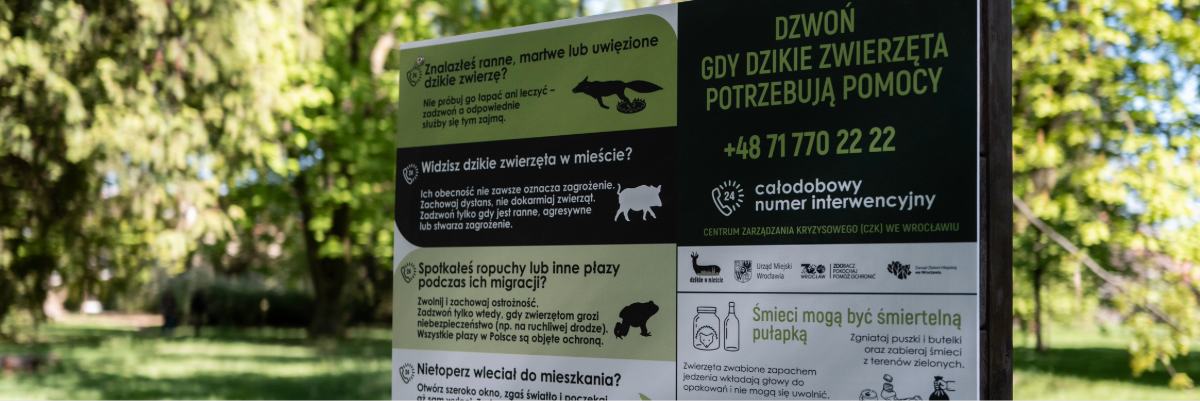 „Dzikie w Mieście”. Władze Wrocławia zwracają uwagę na to, jak pomóc dzikim zwierzętom