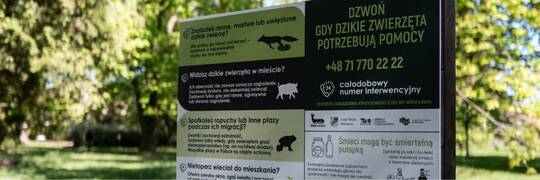 „Dzikie w Mieście”. Władze Wrocławia zwracają uwagę na to, jak pomóc dzikim zwierzętom
