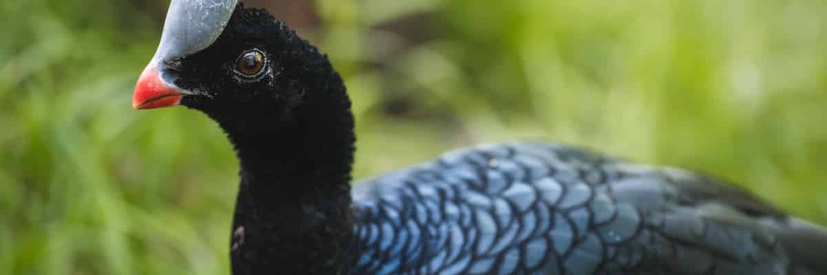 Nowi skrzydlaci mieszkańcy zoo. Jedyną taką parę w Polsce zobaczycie we Wrocławiu