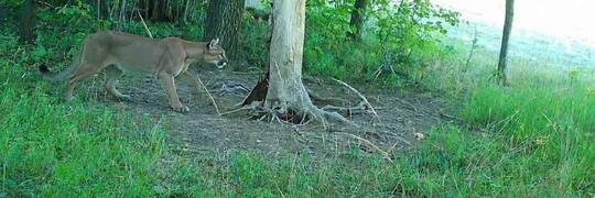 Puma okazała się żartem. Jest komunikat zespołu zarządzania kryzysowego