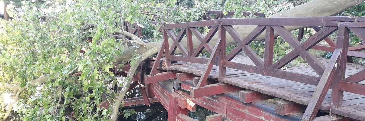 Wrocław: Drzewo spadło na kładkę nad fosą. Winne są upały [ZDJĘCIA]