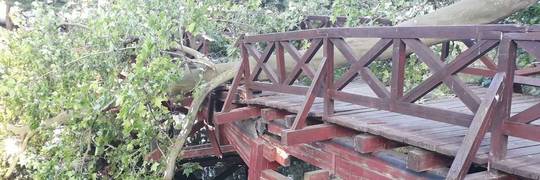 Wrocław: Drzewo spadło na kładkę nad fosą. Winne są upały [ZDJĘCIA]